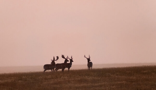 Morning Haze Deers
