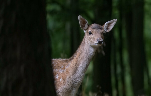 Curious Deer