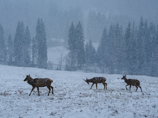 Deer in the blizzard