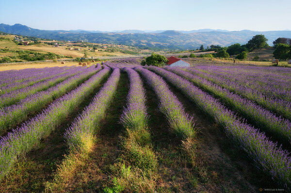 Lavender Field.jpg
