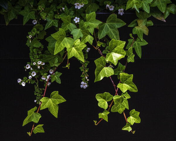 english ivy cascading little flowers-230615.jpg